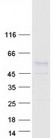 EGR3 Protein - Purified recombinant protein EGR3 was analyzed by SDS-PAGE gel and Coomassie Blue Staining
