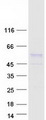 EGR3 Protein - Purified recombinant protein EGR3 was analyzed by SDS-PAGE gel and Coomassie Blue Staining