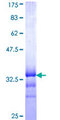 EHD2 Protein - 12.5% SDS-PAGE Stained with Coomassie Blue.