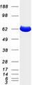 EHD2 Protein - Purified recombinant protein EHD2 was analyzed by SDS-PAGE gel and Coomassie Blue Staining