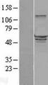 EHD3 Protein - Western validation with an anti-DDK antibody * L: Control HEK293 lysate R: Over-expression lysate