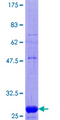EHD3 Protein - 12.5% SDS-PAGE Stained with Coomassie Blue.