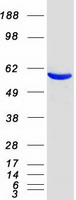 EHD3 Protein - Purified recombinant protein EHD3 was analyzed by SDS-PAGE gel and Coomassie Blue Staining