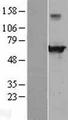 EHD4 Protein - Western validation with an anti-DDK antibody * L: Control HEK293 lysate R: Over-expression lysate