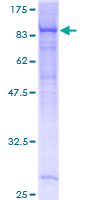 EHD4 Protein - 12.5% SDS-PAGE of human EHD4 stained with Coomassie Blue