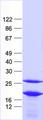 EIF1AX Protein