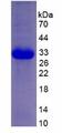 EIF2AK2 / PKR Protein - Recombinant  Protein Kinase R By SDS-PAGE