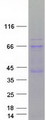 EIF2AK2 / PKR Protein - Purified recombinant protein EIF2AK2 was analyzed by SDS-PAGE gel and Coomassie Blue Staining