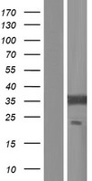 EIF2B1 Protein - Western validation with an anti-DDK antibody * L: Control HEK293 lysate R: Over-expression lysate