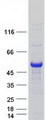 EIF2B3 Protein - Purified recombinant protein EIF2B3 was analyzed by SDS-PAGE gel and Coomassie Blue Staining