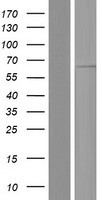 EIF2B4 Protein - Western validation with an anti-DDK antibody * L: Control HEK293 lysate R: Over-expression lysate