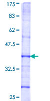 EIF2B4 Protein - 12.5% SDS-PAGE Stained with Coomassie Blue.