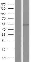 EIF2S3 / EIF2G Protein - Western validation with an anti-DDK antibody * L: Control HEK293 lysate R: Over-expression lysate