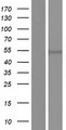 EIF2S3 / EIF2G Protein - Western validation with an anti-DDK antibody * L: Control HEK293 lysate R: Over-expression lysate