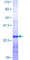 EIF3A Protein - 12.5% SDS-PAGE Stained with Coomassie Blue.