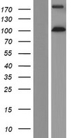 EIF3B Protein - Western validation with an anti-DDK antibody * L: Control HEK293 lysate R: Over-expression lysate