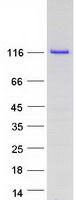 EIF3B Protein - Purified recombinant protein EIF3B was analyzed by SDS-PAGE gel and Coomassie Blue Staining