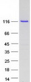 EIF3B Protein - Purified recombinant protein EIF3B was analyzed by SDS-PAGE gel and Coomassie Blue Staining