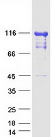 EIF3C / EIF3S8 Protein - Purified recombinant protein EIF3C was analyzed by SDS-PAGE gel and Coomassie Blue Staining
