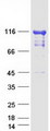 EIF3C / EIF3S8 Protein - Purified recombinant protein EIF3C was analyzed by SDS-PAGE gel and Coomassie Blue Staining