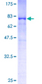 EIF3D Protein - 12.5% SDS-PAGE of human EIF3S7 stained with Coomassie Blue