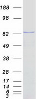 EIF3D Protein - Purified recombinant protein EIF3D was analyzed by SDS-PAGE gel and Coomassie Blue Staining