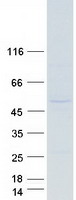 EIF3E Protein - Purified recombinant protein EIF3E was analyzed by SDS-PAGE gel and Coomassie Blue Staining