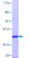 EIF3G Protein - 12.5% SDS-PAGE Stained with Coomassie Blue.