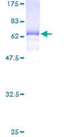 EIF3H / EIF3S3 Protein - 12.5% SDS-PAGE of human EIF3S3 stained with Coomassie Blue