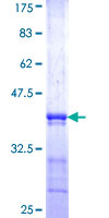 EIF3H / EIF3S3 Protein - 12.5% SDS-PAGE Stained with Coomassie Blue.
