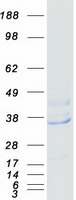 EIF3I / EIF3S2 Protein - Purified recombinant protein EIF3I was analyzed by SDS-PAGE gel and Coomassie Blue Staining