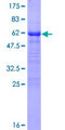 EIF3J Protein - 12.5% SDS-PAGE of human EIF3S1 stained with Coomassie Blue