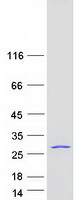 EIF3K Protein - Purified recombinant protein EIF3K was analyzed by SDS-PAGE gel and Coomassie Blue Staining