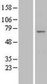 EIF3L / EIF3EIP Protein - Western validation with an anti-DDK antibody * L: Control HEK293 lysate R: Over-expression lysate