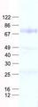 EIF3L / EIF3EIP Protein