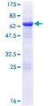 EIF3M / PCID1 Protein - 12.5% SDS-PAGE of human EIF3M stained with Coomassie Blue