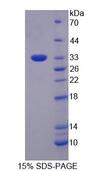 EIF3M / PCID1 Protein - Recombinant Eukaryotic Translation Initiation Factor 3M (EIF3M) by SDS-PAGE