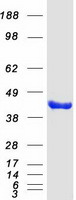 EIF3M / PCID1 Protein - Purified recombinant protein EIF3M was analyzed by SDS-PAGE gel and Coomassie Blue Staining