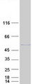 EIF3S5 / EIF3F Protein - Purified recombinant protein EIF3F was analyzed by SDS-PAGE gel and Coomassie Blue Staining