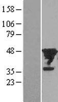 EIF4A1 Protein - Western validation with an anti-DDK antibody * L: Control HEK293 lysate R: Over-expression lysate