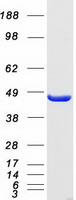 EIF4A1 Protein - Purified recombinant protein EIF4A1 was analyzed by SDS-PAGE gel and Coomassie Blue Staining