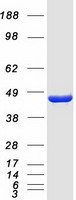 EIF4A2 Protein - Purified recombinant protein EIF4A2 was analyzed by SDS-PAGE gel and Coomassie Blue Staining