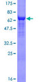 EIF4A3 Protein - 12.5% SDS-PAGE of human DDX48 stained with Coomassie Blue