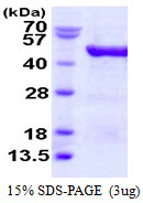 Human EIF4A3 Protein Recombinant His produced in E. coli | LSBio