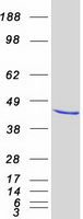 EIF4A3 Protein - Purified recombinant protein EIF4A3 was analyzed by SDS-PAGE gel and Coomassie Blue Staining