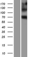 EIF4B Protein - Western validation with an anti-DDK antibody * L: Control HEK293 lysate R: Over-expression lysate