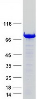 EIF4B Protein - Purified recombinant protein EIF4B was analyzed by SDS-PAGE gel and Coomassie Blue Staining