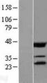 EIF4E Protein - Western validation with an anti-DDK antibody * L: Control HEK293 lysate R: Over-expression lysate