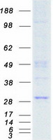 EIF4E Protein - Purified recombinant protein EIF4E was analyzed by SDS-PAGE gel and Coomassie Blue Staining