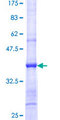 EIF4E2 / IF4e Protein - 12.5% SDS-PAGE Stained with Coomassie Blue.